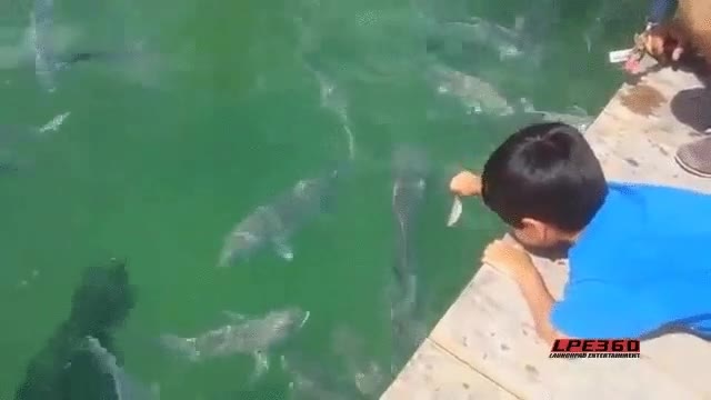 Enlace a Dale de comer a los peces, ¿qué es lo peor que te podría pasar?