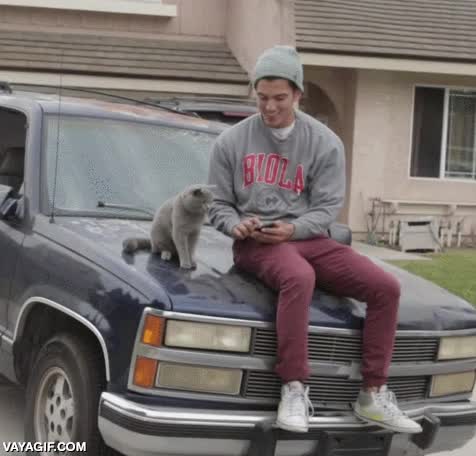 A falta de amigos humanos con los que hacer el cabra, bueno es tu gato coche,chocar,fail,gato,conducir,saltar,mirar,video,movil