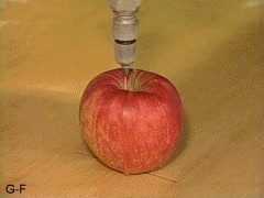 presion,manzana,partir,cortar,por la mitad,agua
