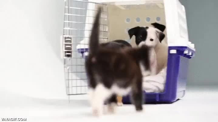 cachorros,gatos,perros,jugar,conocerse,bufarse,cr&iacute;as