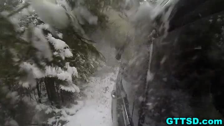 perro,husky,nieve,cabeza,ventana,rama,comer