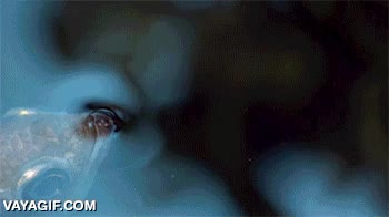 pez,arquero,disparar,insectos,caer al agua,punteria,escupir