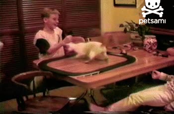 gato,dar vueltas,mareo,scalextric,marearse,inesperado,caer de la mesa