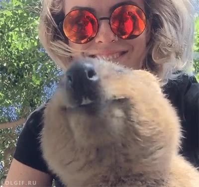 Enlace a No hay nada más simpático que un wombat comiendo visto desde abajo
