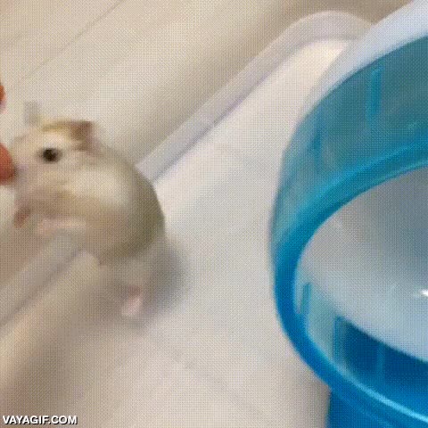 hamster,roedor,caminar,patas traseras,a dos patas