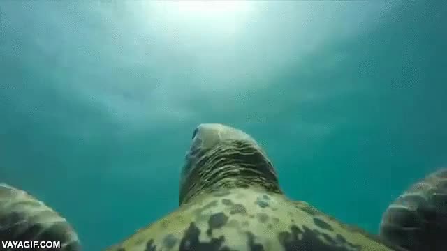 tortuga,marina,caparaz&oacute;n,gopro,camara,instalada