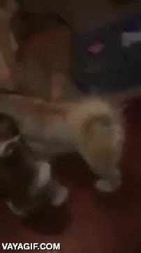 cazador,encerrar,jaula,trampa,bien jugado,perro,cachorro,ah&iacute; te quedas