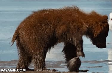 ayuda,oso,pedazo de almeja,gaviota,atrapado,atascado