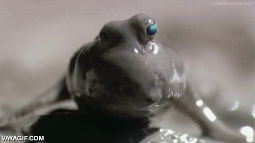 acostumbrados,parpadeo,ojos,agua,pez caminante,pez