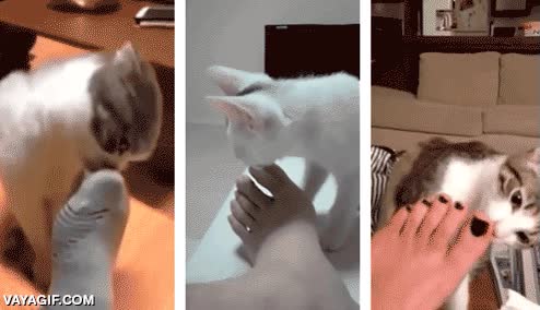 Gato,pies,olor,peste,pestazo,oler,la cara lo dice todo