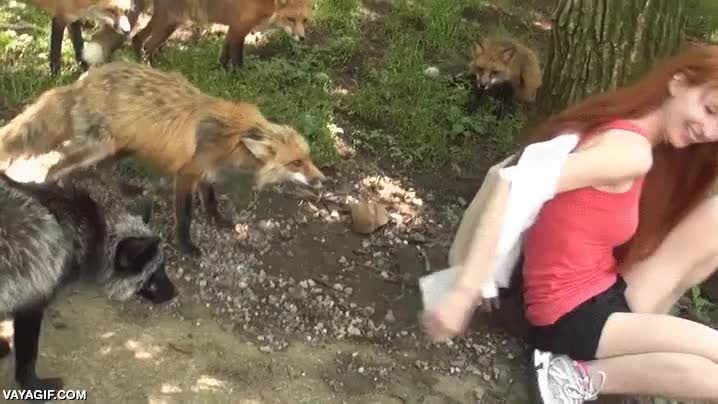 igual solo le ha gustado la camisa,zorro,chica,estirar,camiseta