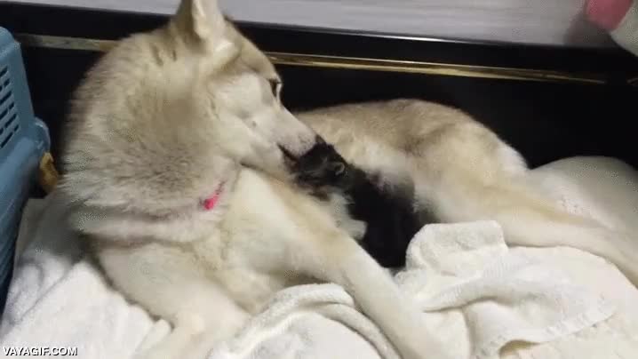 perro,gato,gatito,cachorro,cuidar,limpiar,cría,adoptar