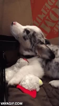 perro,dormir,cansado,cabeza,caer