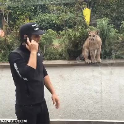 gatos,pantera,leon,felinos,atacar,cachorros,jugar,cuidador