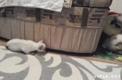 asustar,susto,peluche,jugar,vaya salto,gato,gatito