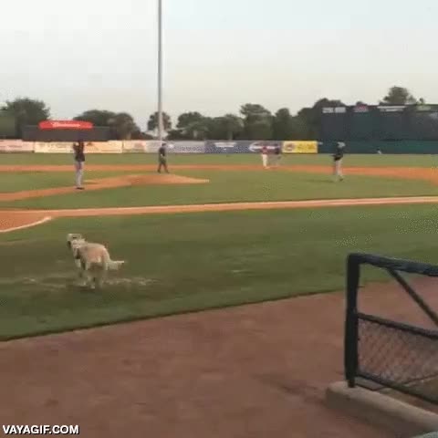 recoger,bate,ir a buscar,encargado del material,perro,beisbol