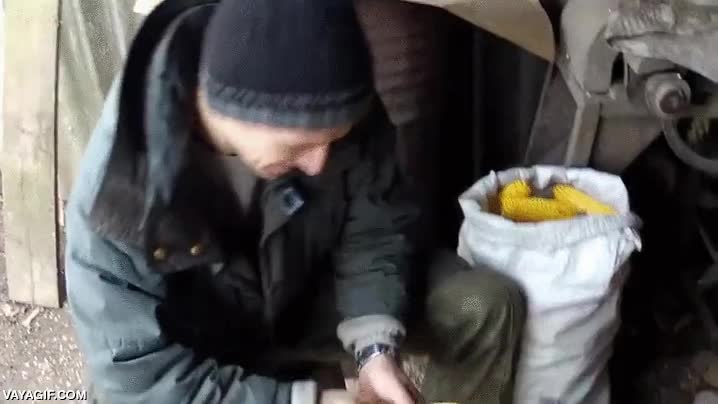maiz,grano,un poco rudimentario,pero muy efectivo,desgranar