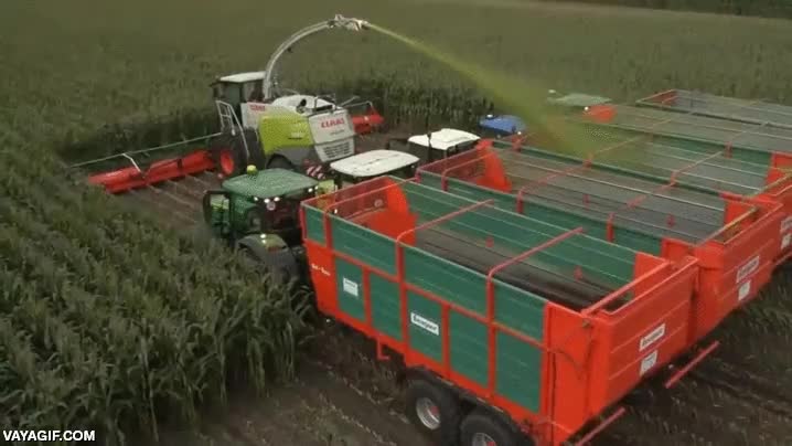 cosechadora,ma&iacute;z,mucha eficacia,campo pelado,camiones,cosechar