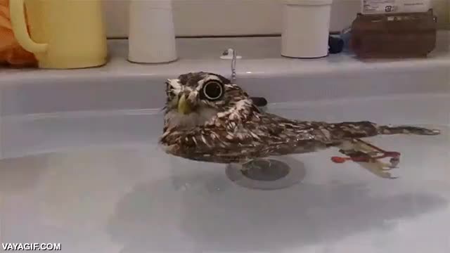 pato,buho,flotar,agua,lechuza,pica,lazavamos