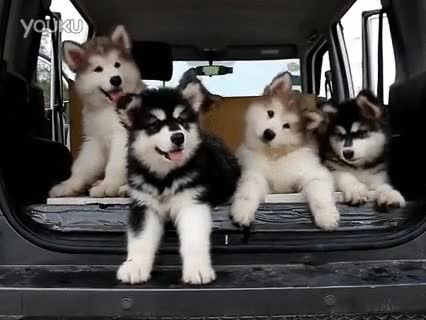 perplejos,flipar,perro,alaskan malamutes
