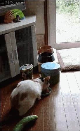 pepino,susto,asustarse,saltar,gato,miedo