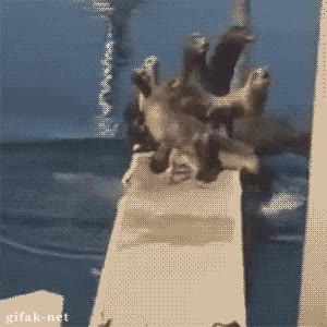 perro,focas,leones marinos,muelle,asustar,atacar