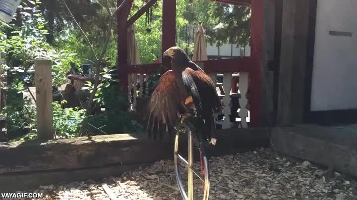 refrescar,aguila,esprai,no se queja,se deja hacer,mojar,calor