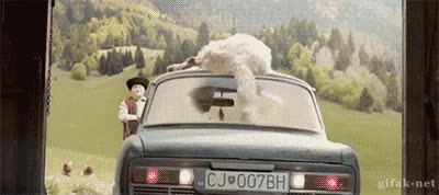 perro,pollito,marcha atrás,limpiar