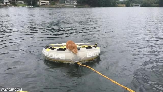 saltar,salto,gato,fail,el gato al agua,mojarse,precipitado
