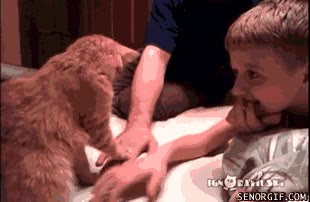 gato,manos,patas,encima,quietos todos,control