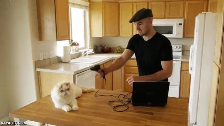 gato,clonadora,disparar,gatitos,clonar,escanear,replicar