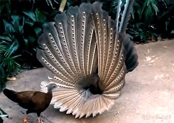 ave curiosa,pajaro,pavo,real,al reves,impresionar,hembra,cortejo,gallo