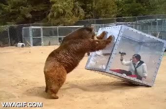 oso,asia,etiquetas,como lo rompa ver&aacute;s,empujar,nueva moda