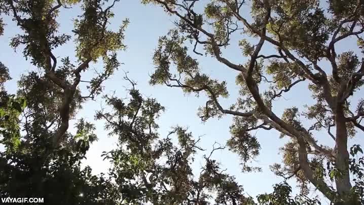 leopardo,arbol,trepar,escalar,cazar,mono para merendar,cazador implacable