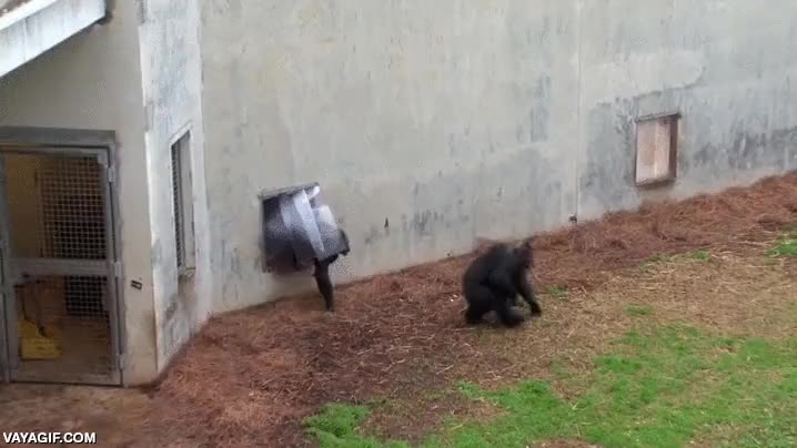 reaccion,chimpance,aire libre,no se lo creen,incre&iacute;ble,emocion,liberados,por primera vez,imagina no ver el cielo hasta tener 15 a&ntilde;os