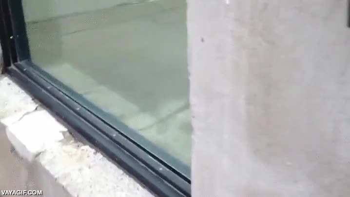 oseznos,oso,luchadores,club de la lucha,adorables,en unos meses no ser&aacute;n tan cukis