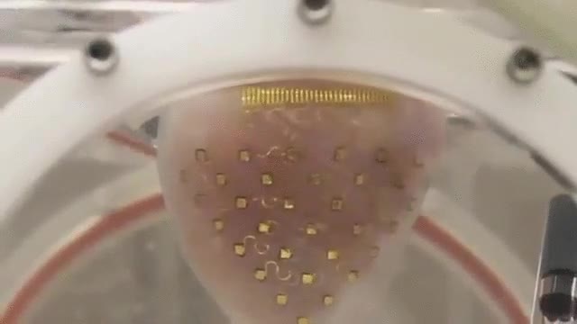 coraz&oacute;n,ciencia,tecnolog&iacute;a,impulsos electricos infinitos,rozando la inmortalidad