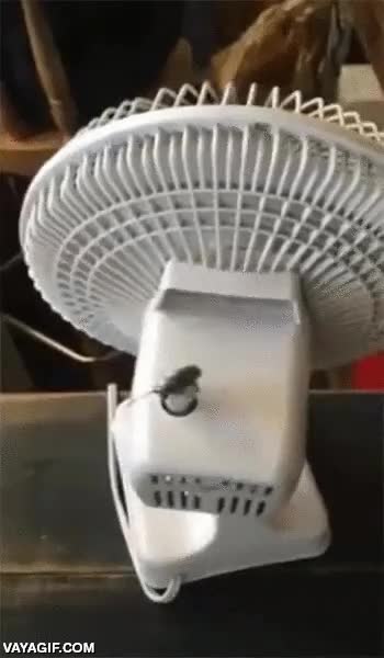 ventilador,como un tiovivo,dar vueltas,insecto,girar,qu&eacute; mareo,bicho