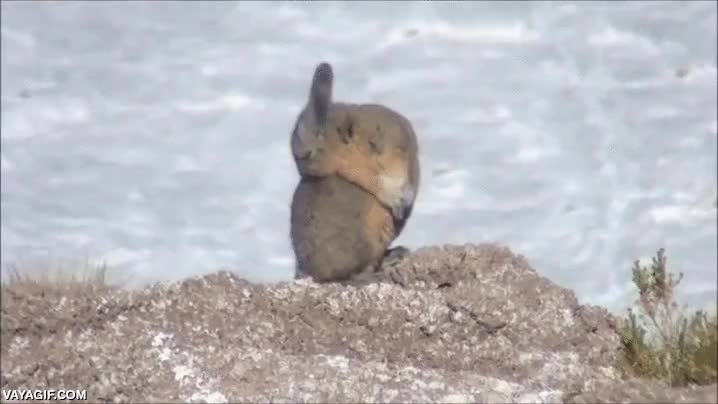 especie extraña,conejo,ardilla,fusion,cosa muy rara,viscacha
