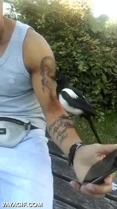 robar,porretas,parque,se lo lleva,anti-droga,urraca,cuervo