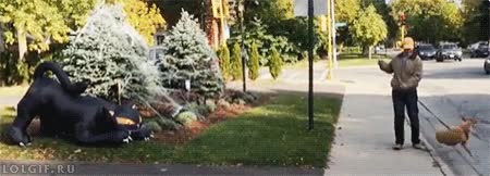 pobre perro,susto,moverse,gato,negro,figura,robot.