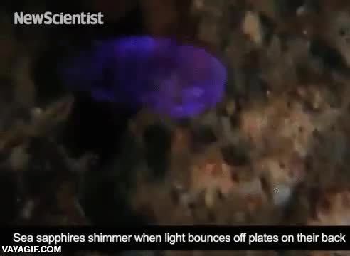 crust&aacute;ceo,perro,invisible,zafiro de mar,increible,de color,reflejo