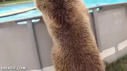 oso,ba&ntilde;o,ba&ntilde;arse,piscina,refrescarse,sorpresa en el jard&iacute;n