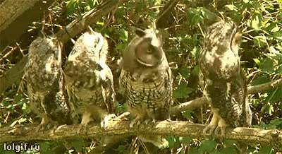 buho,lechuza,girarse,todos de golpe,feel like ni&ntilde;a del exorcista,girar,cuello