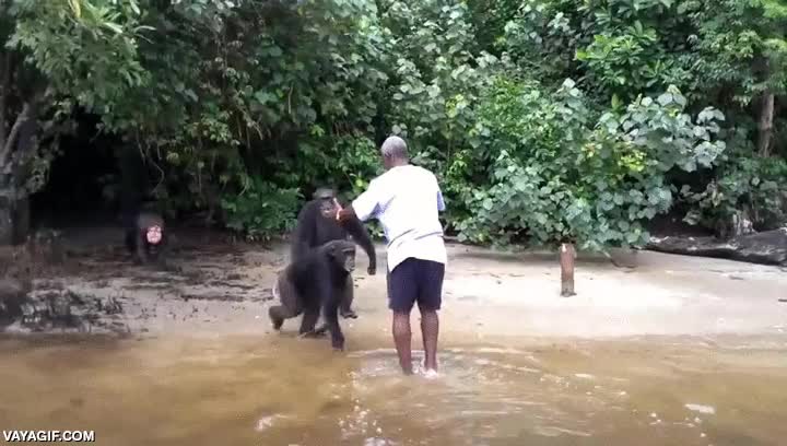 chimpanc&eacute;,simios,cuidador,abrazar,echarse de menos,alg&uacute;n d&iacute;a entenderemos que somos iguales