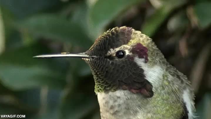 ave,pajaro,colibri,brillo,cara,plumaje,iridiscente