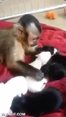 mono,ni&ntilde;os,canguro,cachorros,perros,cuidar,vigilar