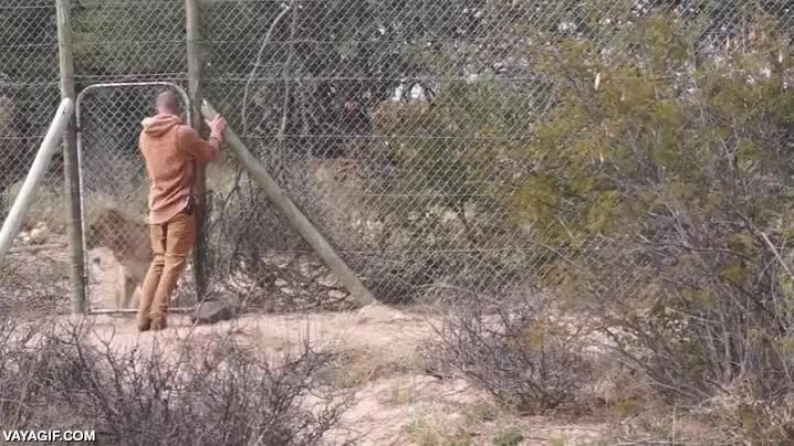 gatito,leon,leona,abrazar,alegría,mis gatas pasan totalmente de mí