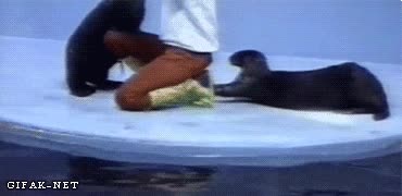 nutria,robar,ladrona,cubo,comida,sardinas,alguien se va a pegar un atracon