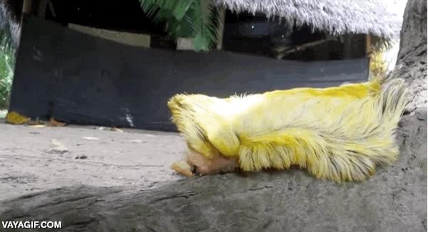 donald trump,peluca,peluquin,gusano,oruga,peluda,pelo